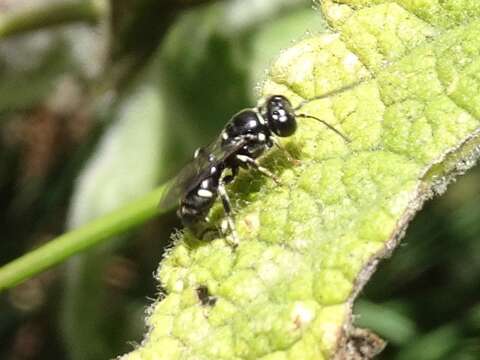 Image de Clitemnestra bipunctata (Say 1824)