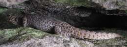 Image of Spiny Whorltail Iguana