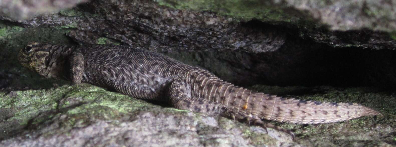 Image of Spiny Whorltail Iguana