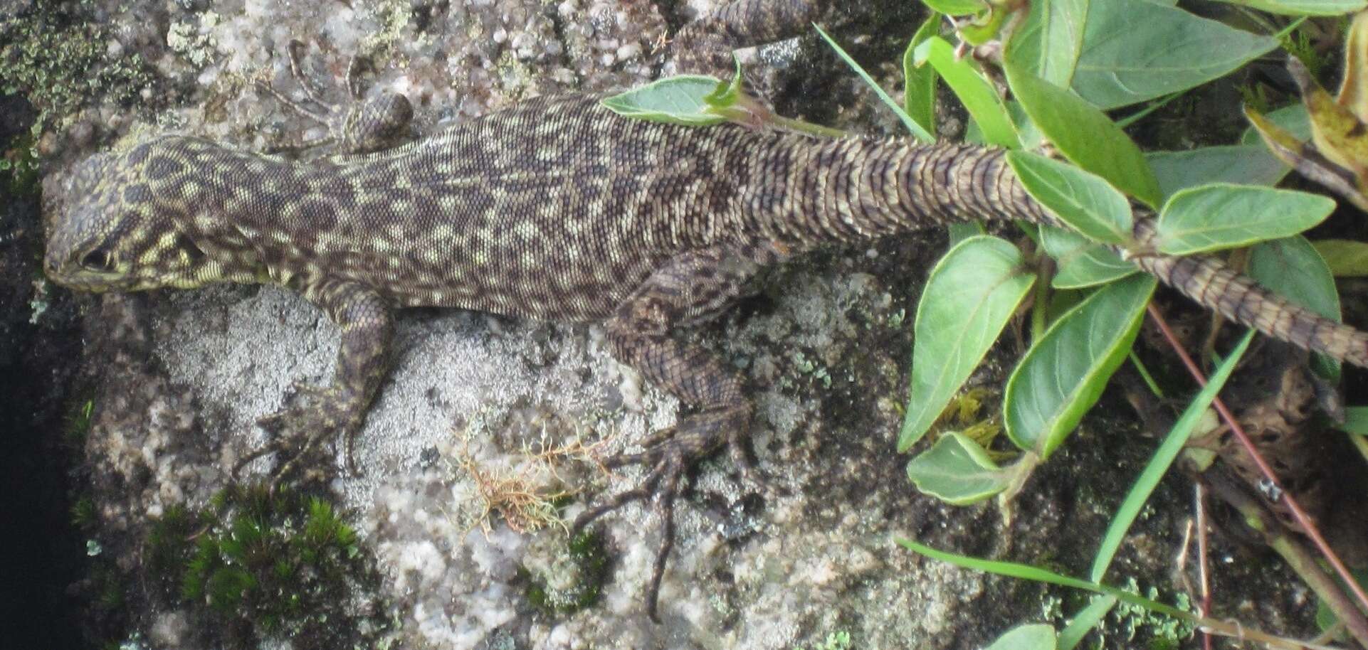 Image of Spiny Whorltail Iguana