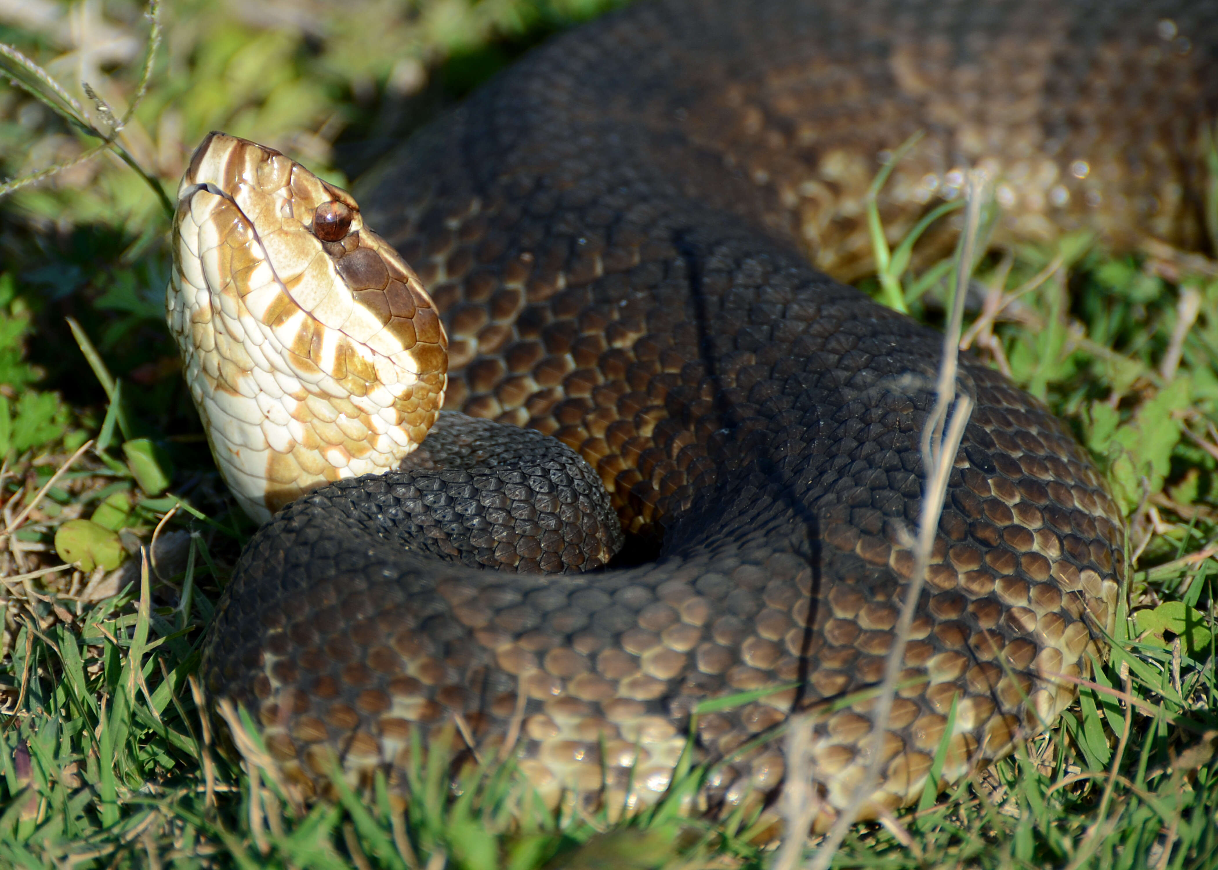 Image of Cottonmouth