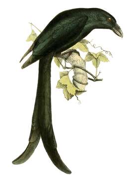 Image of Mayotte Drongo