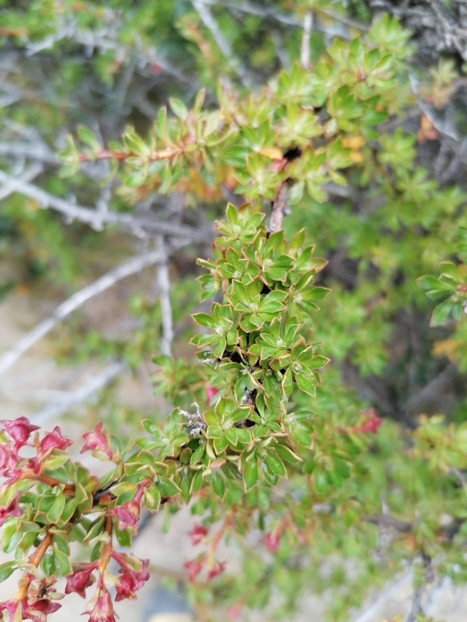 Escallonia virgata (Ruiz & Pavón) Pers. resmi