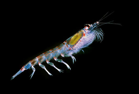 Image of Antarctic Krill