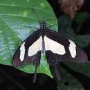 Sivun Papilio torquatus Cramer (1777) kuva