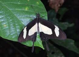 Sivun Papilio torquatus Cramer (1777) kuva