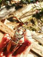 Imagem de Cyclommatus cupreonitens Boileau 1901