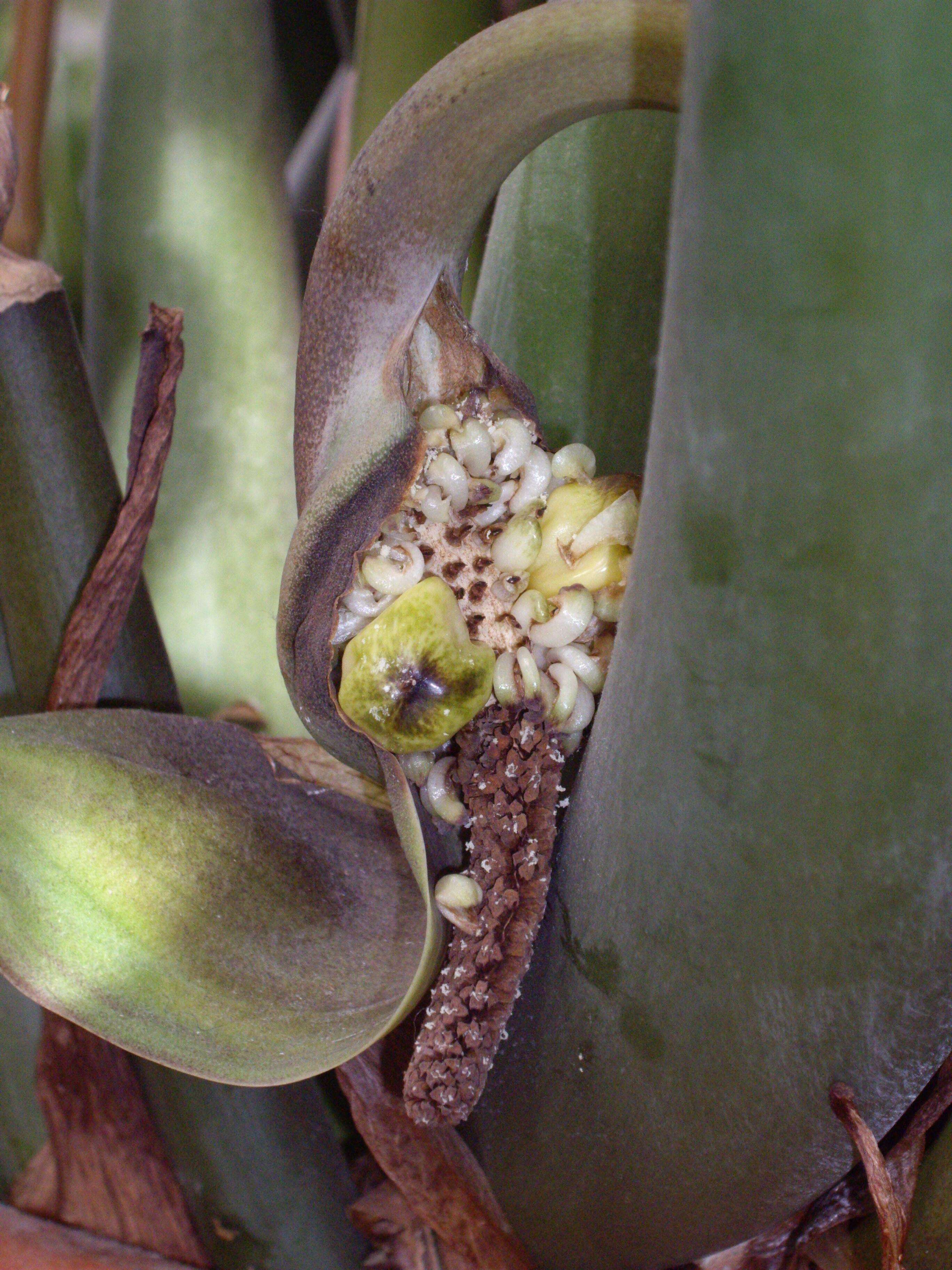 Image de Zamioculcas zamiifolia (G. Lodd.) Engl.