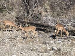 Image of Black-faced Impala