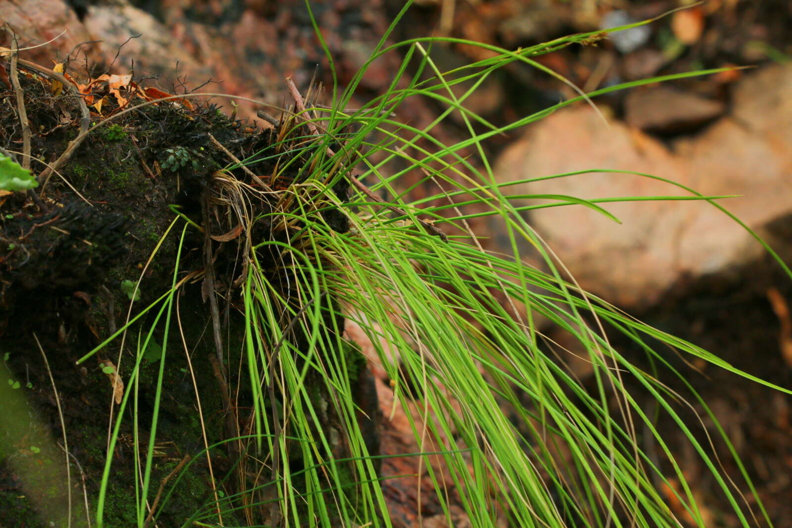 Image of Coleochloa setifera subsp. setifera