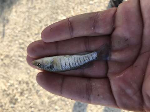 Image de Fundulus similis (Baird & Girard 1853)