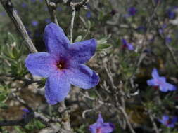 Image of Lithodora