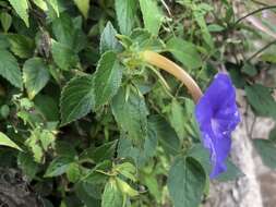 Image of Achimenes longiflora DC.