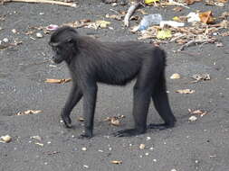 Image of Celebes crested macaque