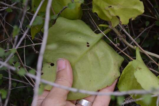 Image of heartleaf madeiravine