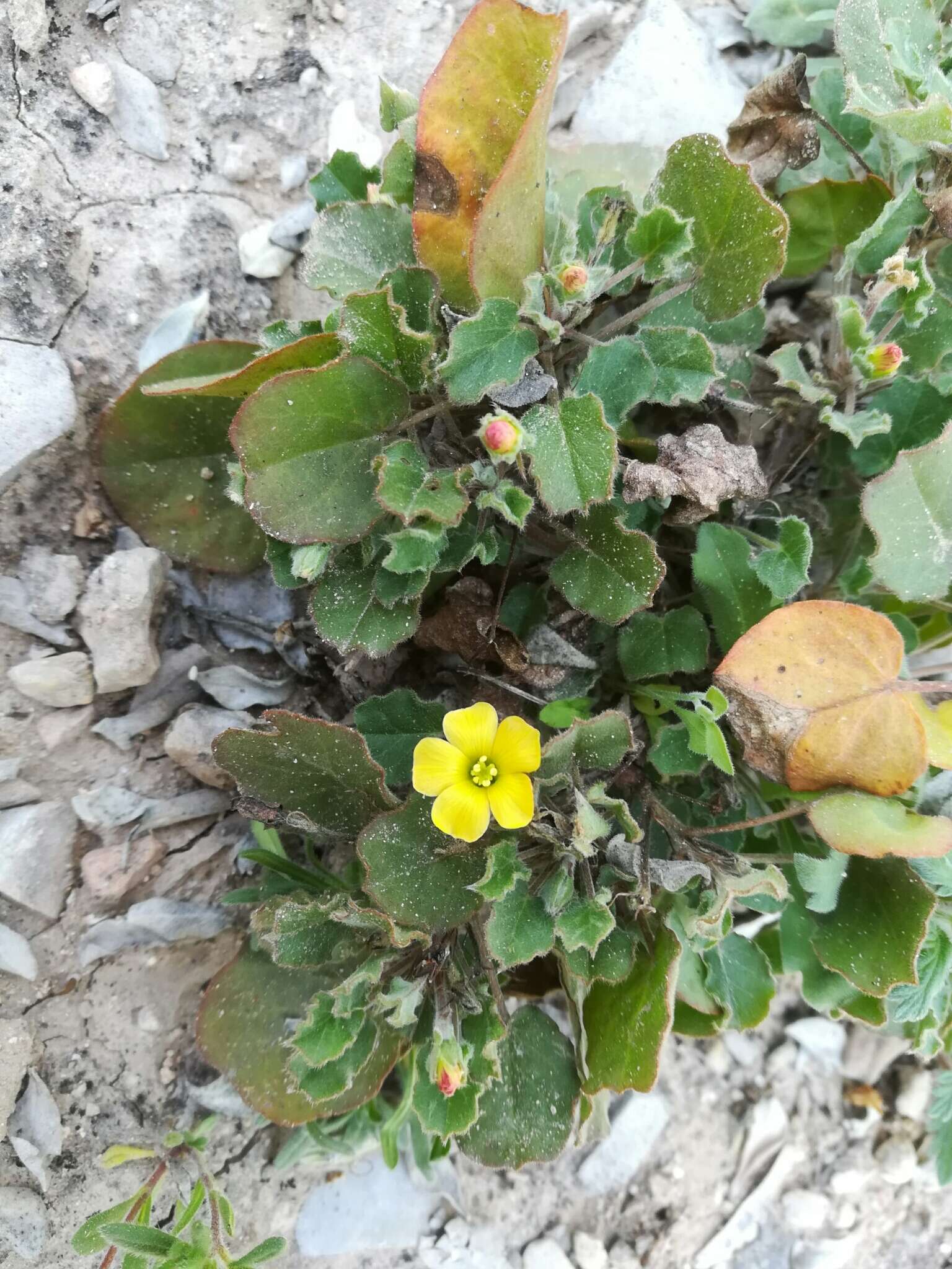 Image of peonyleaf woodsorrel