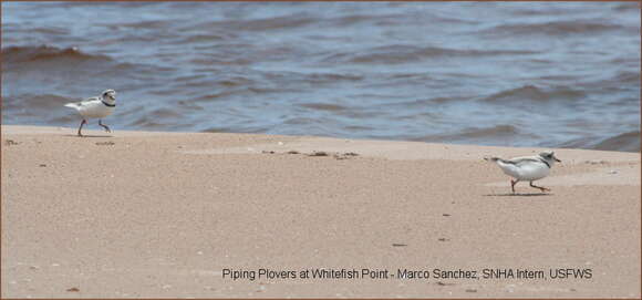 Image of Piping Plover