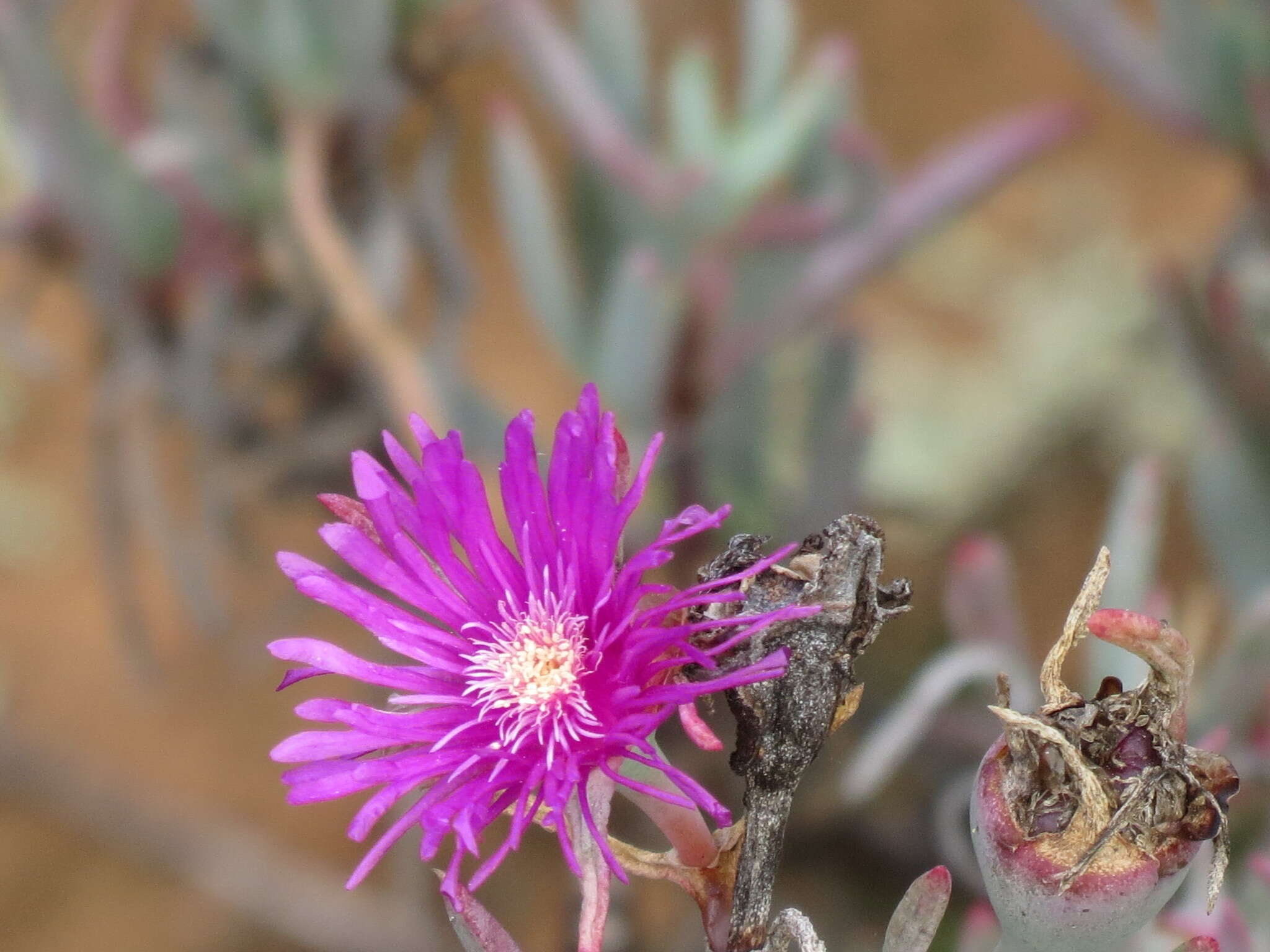 Image of Lampranthus stayneri (L. Bol.) N. E. Br.