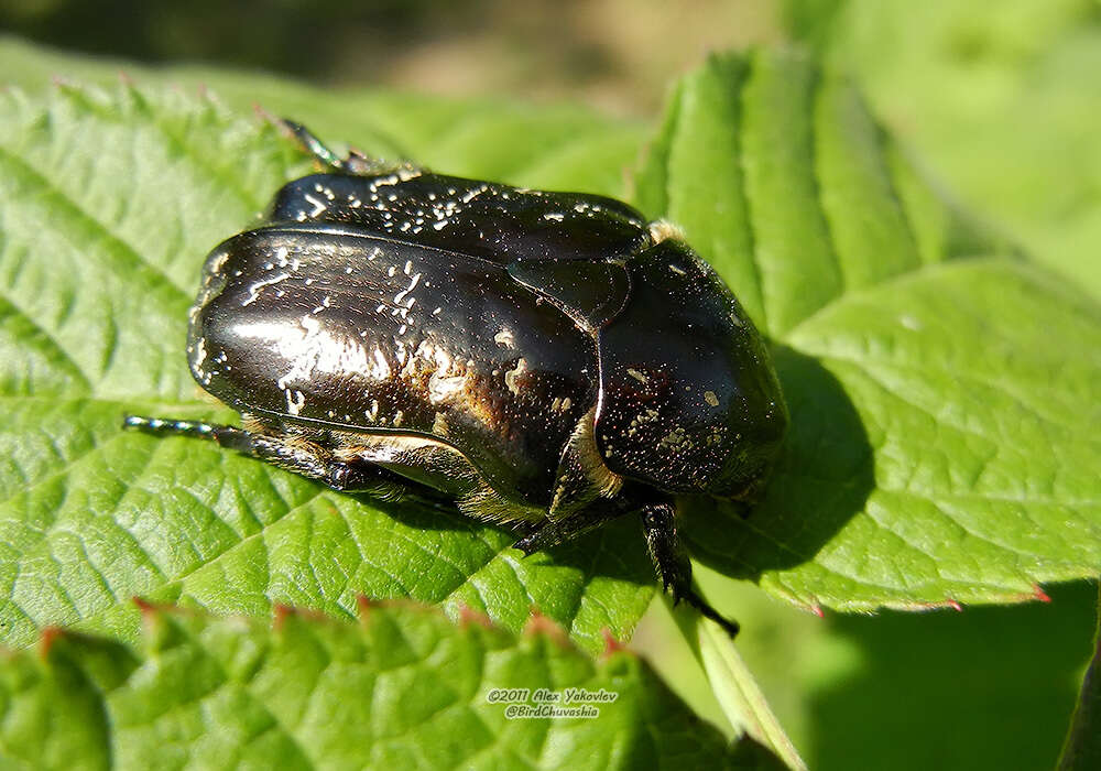 Image of Protaetia (Liocola) marmorata (Fabricius 1792)