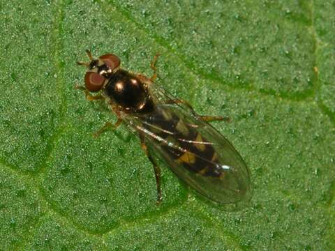 Image of Melanostoma scalare (Fabricius 1794)