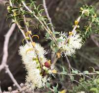 Sivun Melaleuca acuminata F. Müll. kuva