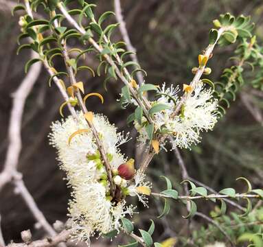 Image of mallee honeymyrtle