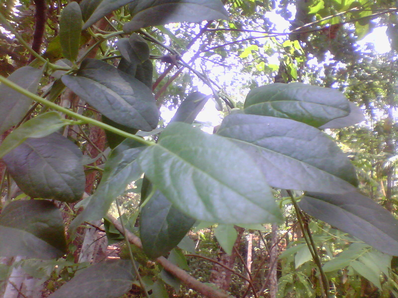 Image de Aristolochia indica L.