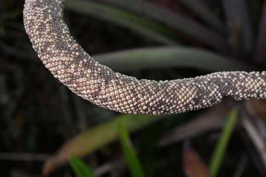 Image of Anthurium jenmanii Engl.