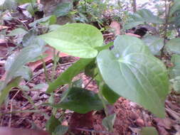 Image of Indian long pepper