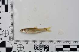 Image of Bullhead Minnow