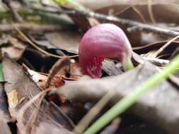 Image de Corybas aconitiflorus Salisb.