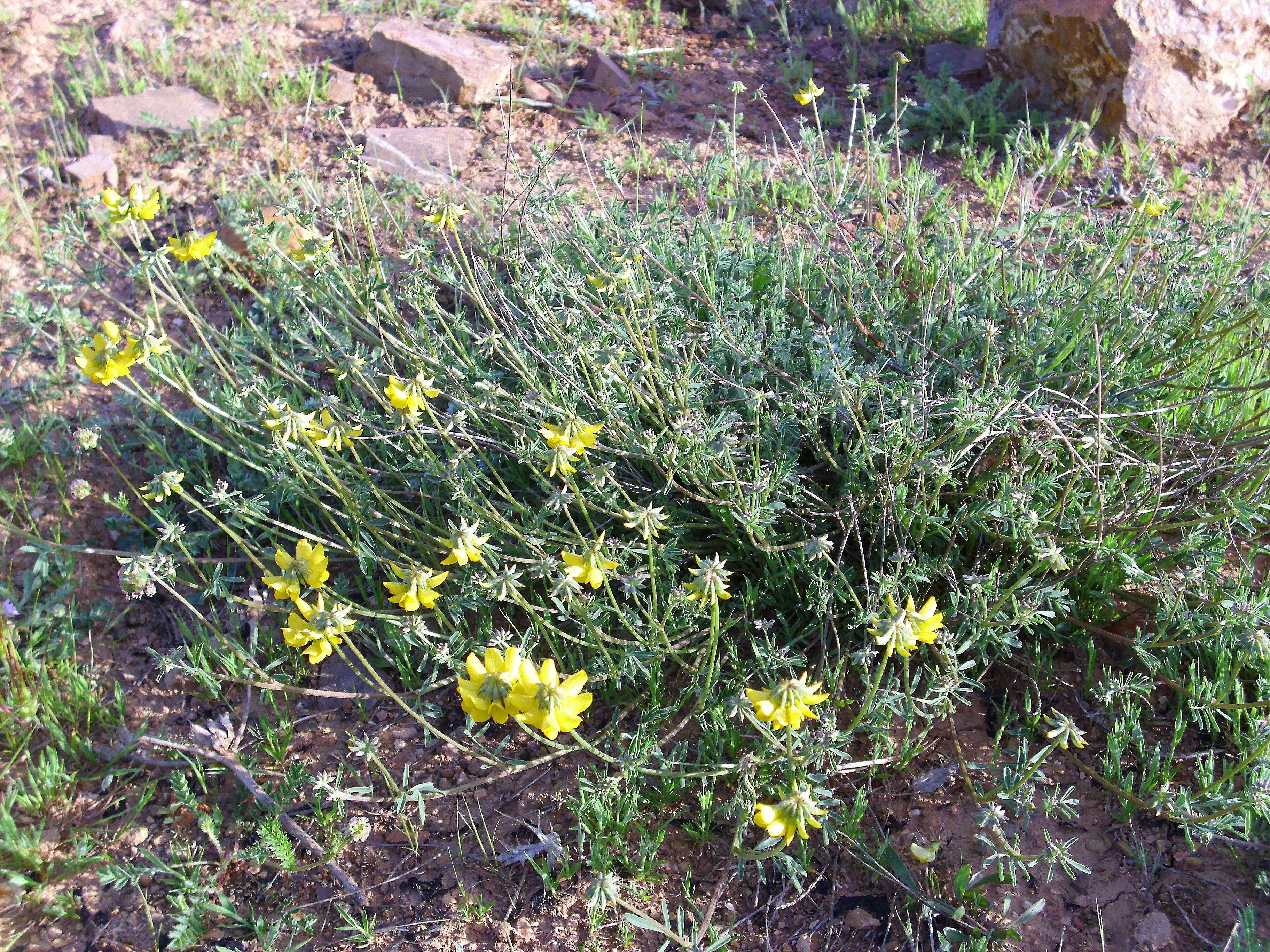 Plancia ëd Coronilla minima L.