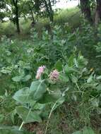 Image of showy milkweed