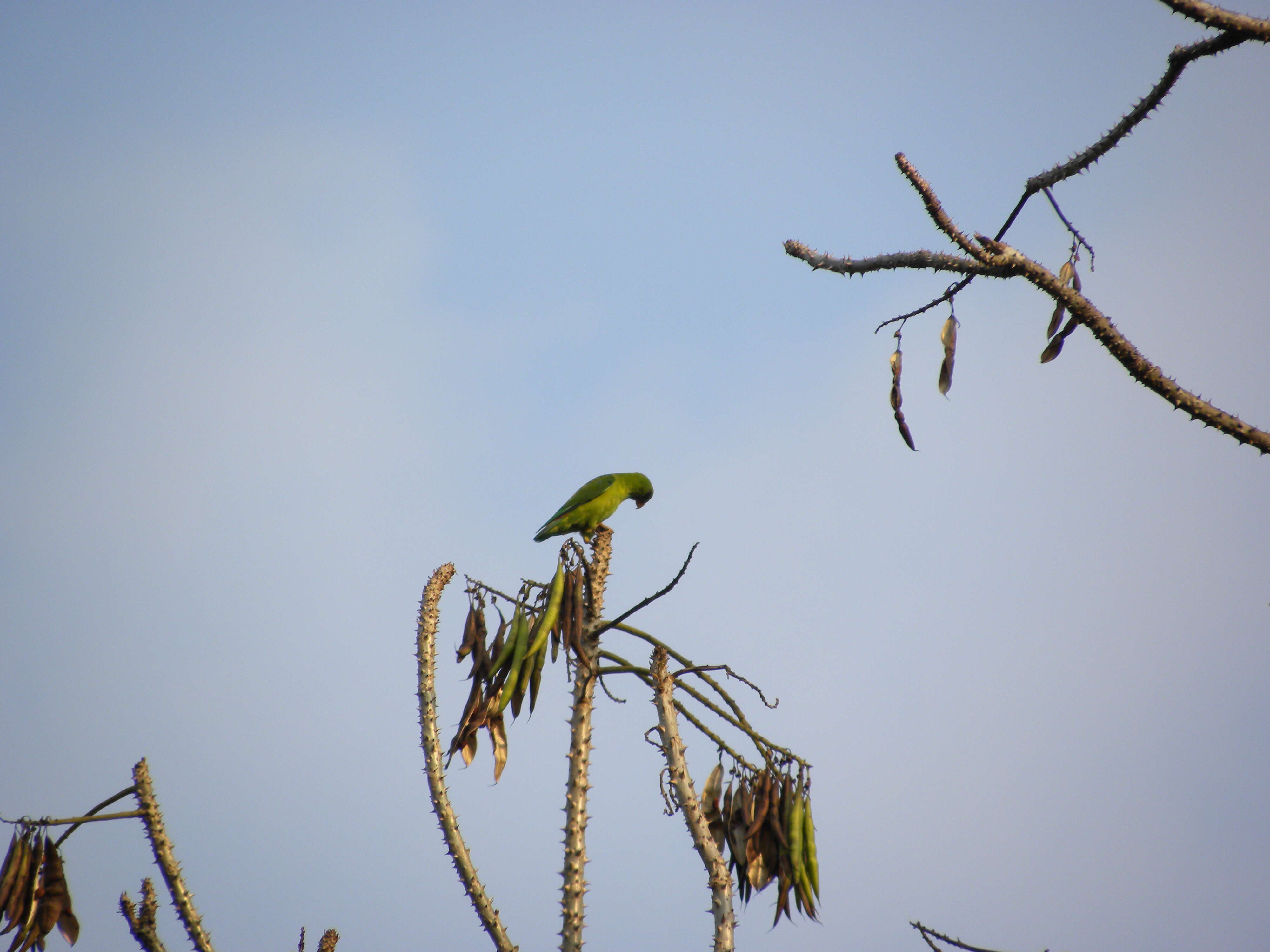 Image of Vernal Hanging Parrot