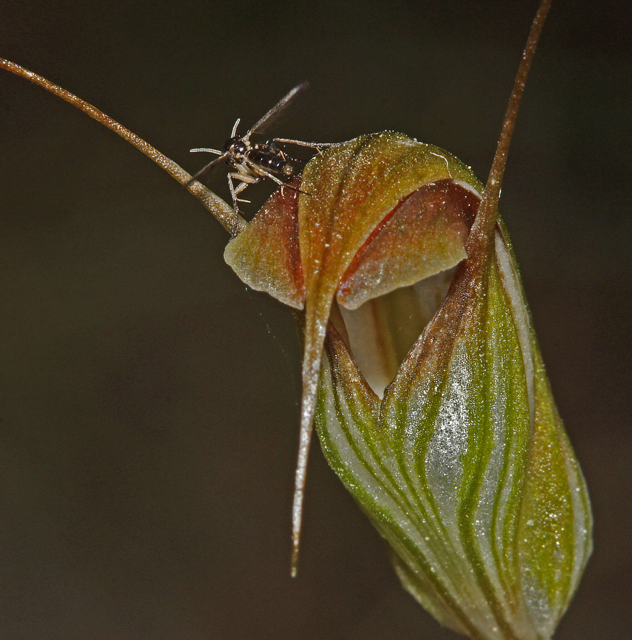 Image of Fisch's greenhood