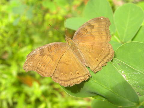 Image of chocolate pansy