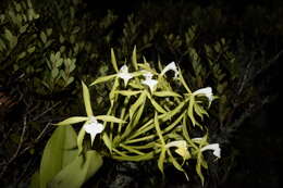 Image of Epidendrum lacustre Lindl.