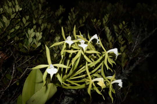 Plancia ëd Epidendrum lacustre Lindl.