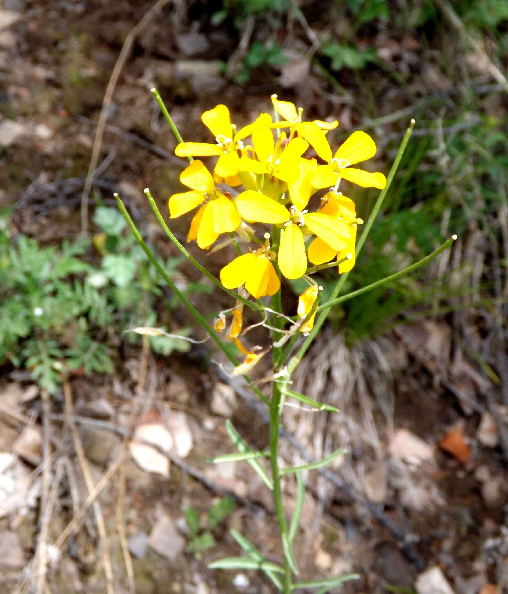 Image of Erysimum amurense Kitag.