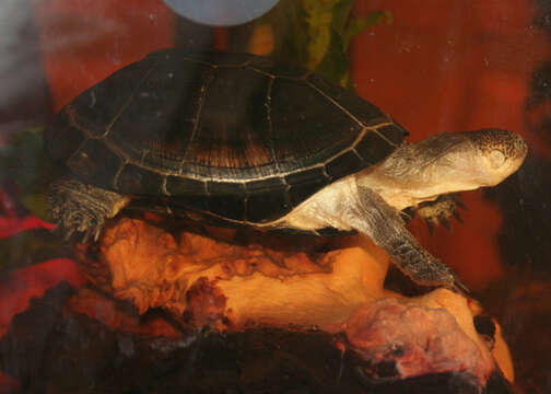 Image of West African mud turtle