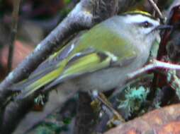 Image of Golden-crowned Kinglet