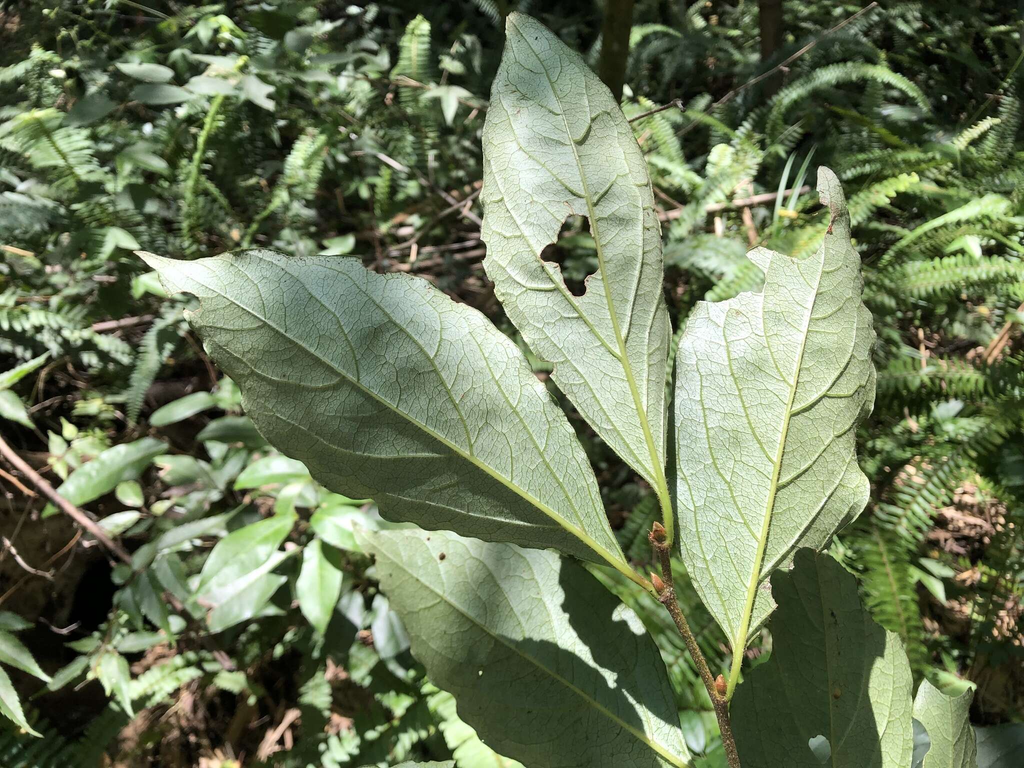 Image de Diospyros japonica Siebold & Zucc.