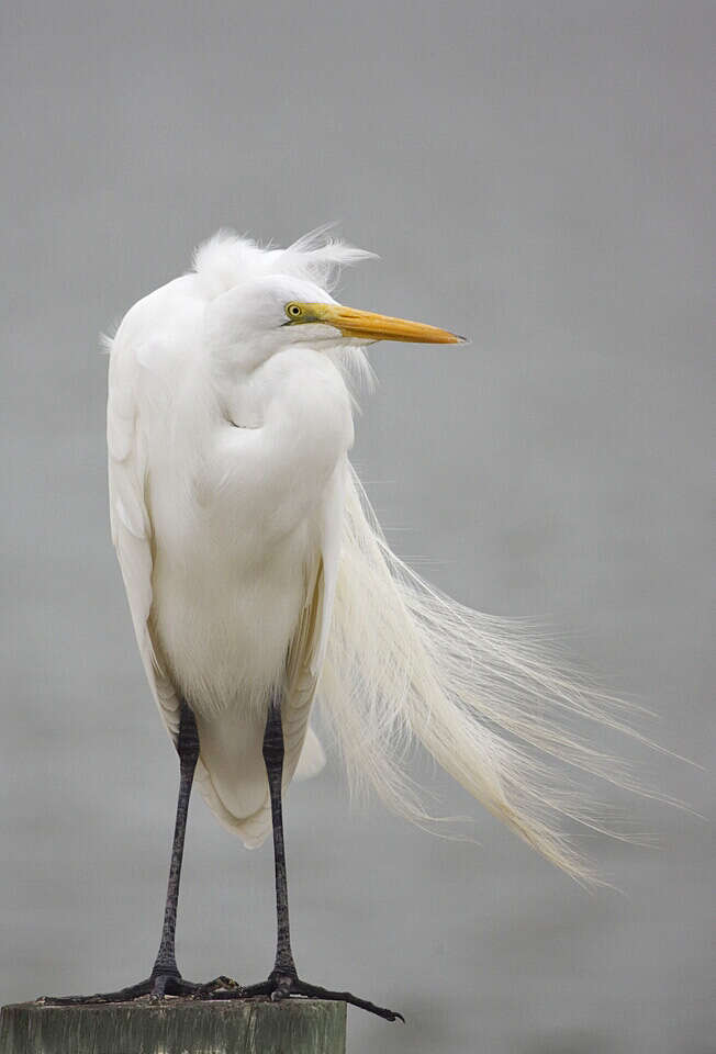 Image of Great Egret