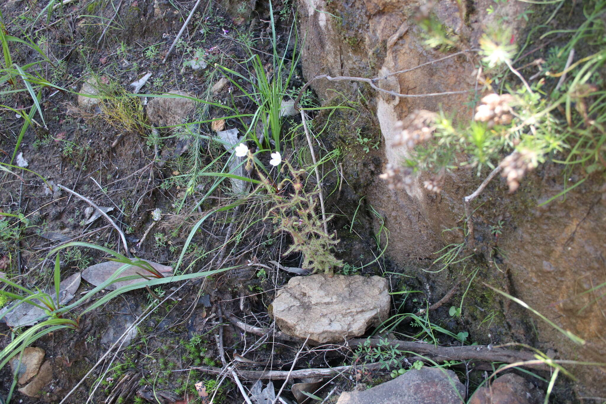 Image de Drosera liniflora Debbert