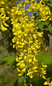 Image of Common Laburnum