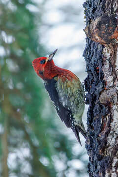 Слика од Sphyrapicus ruber ruber (Gmelin & JF 1788)