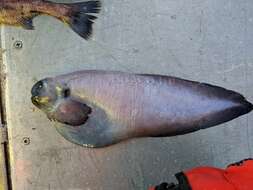 Image of Pink snailfish