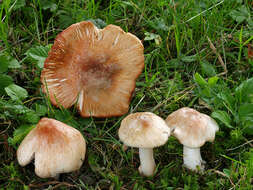 Imagem de Inocybe erubescens A. Blytt 1905