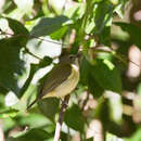 Imagem de Pachycephala simplex Gould 1843