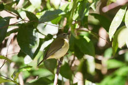 Слика од Pachycephala simplex Gould 1843